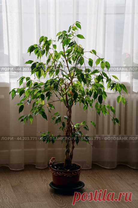 Ficus houseplant near window with light tulle curtains. Стоковое фото, фотограф Ilaronsia / Фотобанк Лори
