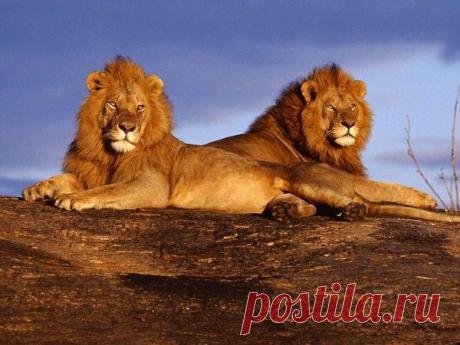 Фото Без названия. Альбом ЦАРЬ ЗВЕРЕЙ - 50 фото. Фотографии ⊰✿⊱ ОЛЬГА ⊰✿⊱.