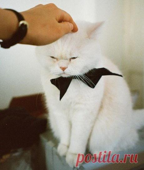 Не хочу жениться!