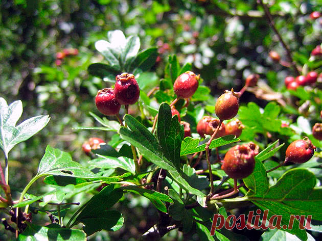 Боярышник: выращивание в саду, свойства, виды | Энциклопедия цветов и овощей | Дзен