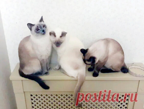 "Славянские имена котов" 🐈 Шуточная подборка забавных кошачьих имён | Котоблог 🐈 | Яндекс Дзен