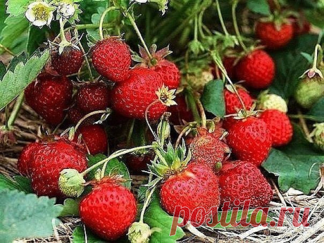Как получать в своём саду урожаи крупной, сочной клубники? | 6 соток