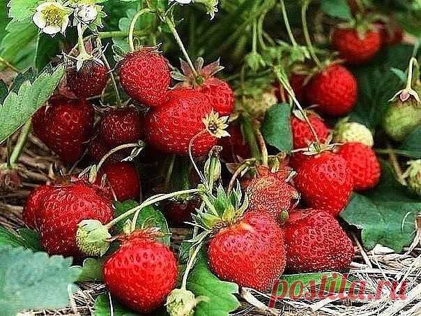 Как получать в своём саду урожаи крупной, сочной клубники? | 6 соток
