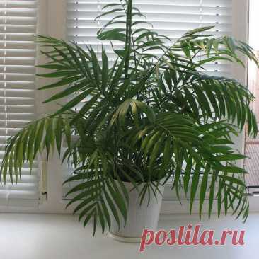 Комнатное растение Хамедорея (Chamaedorea). Хамедореи - низкие, тростниковидные или бамбуко-видные, двудомные, дерево-видные или кустарниковидные пальмы с тонкими стволиками, обитающие в горных районах Мексики, Центральной и Южной Америке. Самой популярной является хамедорея изящная (Ch.elegans) - одно- или многоствольное кустовидное невысокое (1,5-2 м) с голыми тростниковидными членистыми стволиками до 3 см в диаметре.