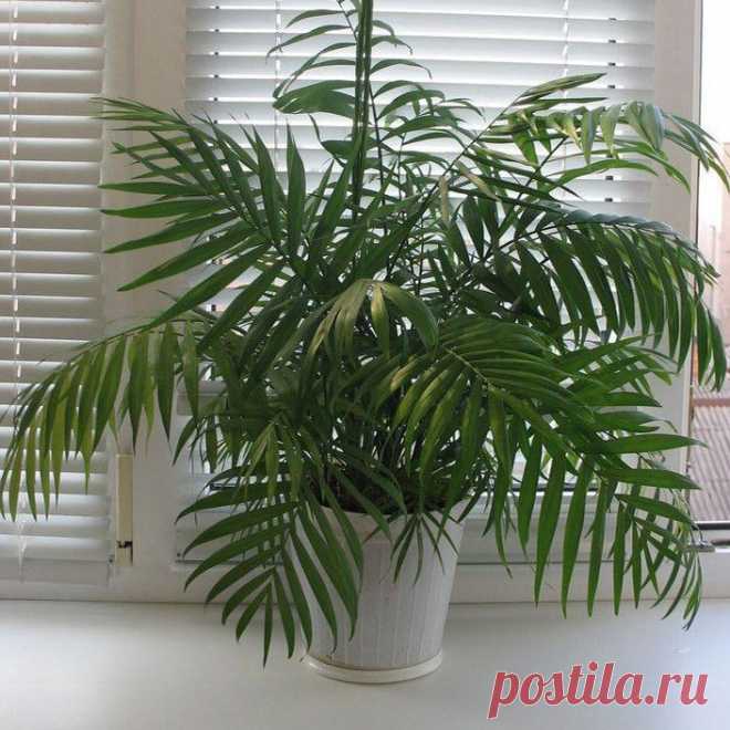 Комнатное растение Хамедорея (Chamaedorea). Хамедореи - низкие, тростниковидные или бамбуко-видные, двудомные, дерево-видные или кустарниковидные пальмы с тонкими стволиками, обитающие в горных районах Мексики, Центральной и Южной Америке. Самой популярной является хамедорея изящная (Ch.elegans) - одно- или многоствольное кустовидное невысокое (1,5-2 м) с голыми тростниковидными членистыми стволиками до 3 см в диаметре.
