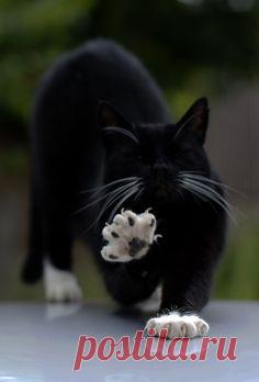 White Paws!