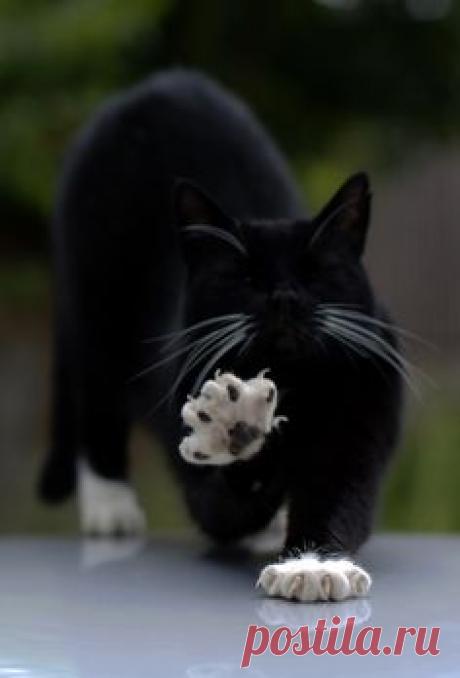 White Paws!