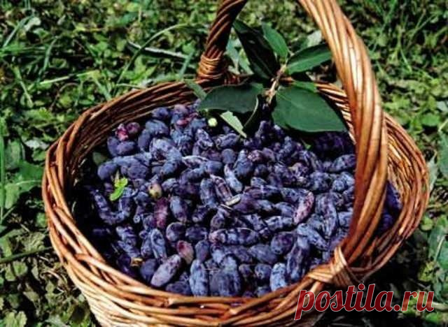 Жимолость съедобная. Полезные свойства и применение жимолости съедобной