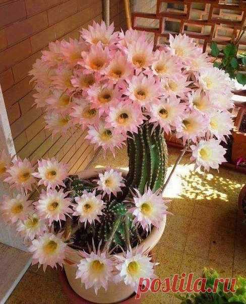 Кактус с душою ромашки...😊