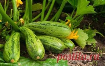 Какой смесью нужно подкормить кабачки, чтобы было в два раза больше завязей — Дачный участок
