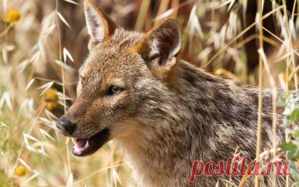 В Астраханской области увеличивается популяция шакалов » ВладТайм - самые независимые новости