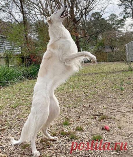 Как выглядит собака с самым длинным в мире носом — Рамблер/субботний