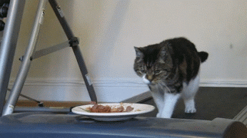 Animais & Flores. – Сообщество – Google+