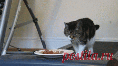 Animais &amp; Flores. – Сообщество – Google+