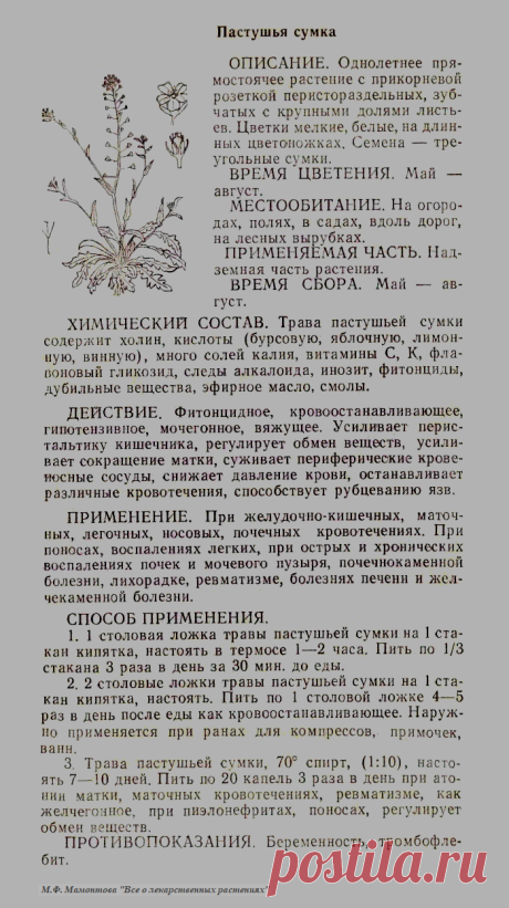 Пастушья сумка