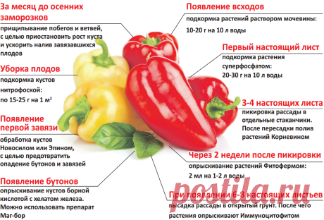 Уход за перцем