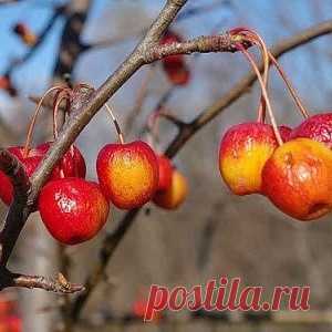 ПОДГОТОВКА ПЛОДОВЫХ ДЕРЕВЬЕВ К ЗИМЕ