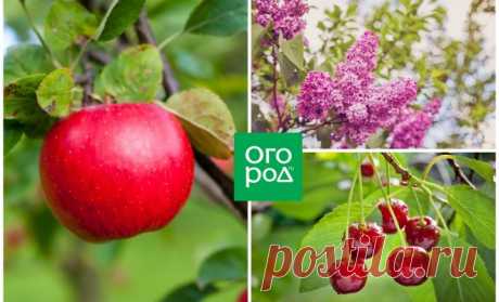 Опасное соседство: никогда не сажайте эти деревья и кустарники рядом! - Стильные советы Правильное размещение плодовых деревьев и кустарников – это один из ключевых моментов, которые нужно учитывать при планировании сада. Малейшая оплошность может привести к болезни или гибели растения. Мы расскажем, как не допустить ошибок! Выбирая плодово-ягодные культуры для высадки на участок, нужно ориентироваться не только на их агротехнические требования и свои личные предпочтения, но и потенциальную […]