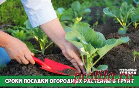 Сроки посадки огородных растений в грунт семенами и рассадой
Любой владелец земельного участка всегда готов выделить часть территории под огород. Некоторые высаживают лишь небольшой количество овощей и зеленых культур, некоторые стараются охватить как можно больший сортимент растений, считая что самые вкусные и экологически чистые овощи можно вырастить только своими руками.
Чтобы растения проявили все свои сортовые качества при его выращивании надо соблюдать ряд требований, это прежде всего треб