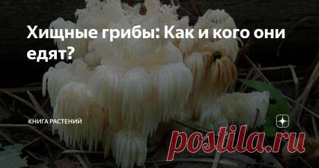 Хищные грибы: Как и кого они едят? Решил ты, значит, как-то осенью сходить на «тихую охоту», взял корзину, нож и выдвинулся в лес. Зайдя в чащу и найдя немного наросшего-грибного, внезапно слышишь тихий хруст веток за спиной. Ты вот-вот захотел обернуться, но тут же чувствуешь у шеи холодные плети грибницы и понимаешь - на «тихую охоту» вышли за тобой...

Не волнуйтесь, вся эта байка сверху была лишь для привлечения внимания, и никакая опасность вам не грозит. Однако сегод...