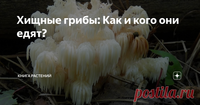 Хищные грибы: Как и кого они едят? Решил ты, значит, как-то осенью сходить на «тихую охоту», взял корзину, нож и выдвинулся в лес. Зайдя в чащу и найдя немного наросшего-грибного, внезапно слышишь тихий хруст веток за спиной. Ты вот-вот захотел обернуться, но тут же чувствуешь у шеи холодные плети грибницы и понимаешь - на «тихую охоту» вышли за тобой...

Не волнуйтесь, вся эта байка сверху была лишь для привлечения внимания, и никакая опасность вам не грозит. Однако сегод...