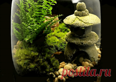 Флорариумы: виды, описание, идеи оформления ~ Planetalsad