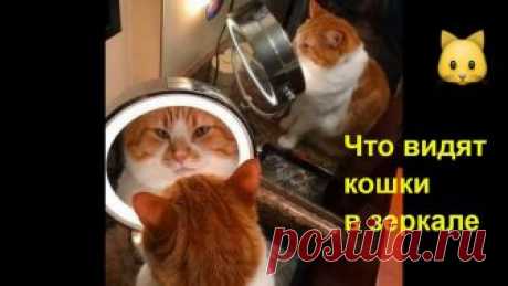 Видит ли кошка себя в зеркале?