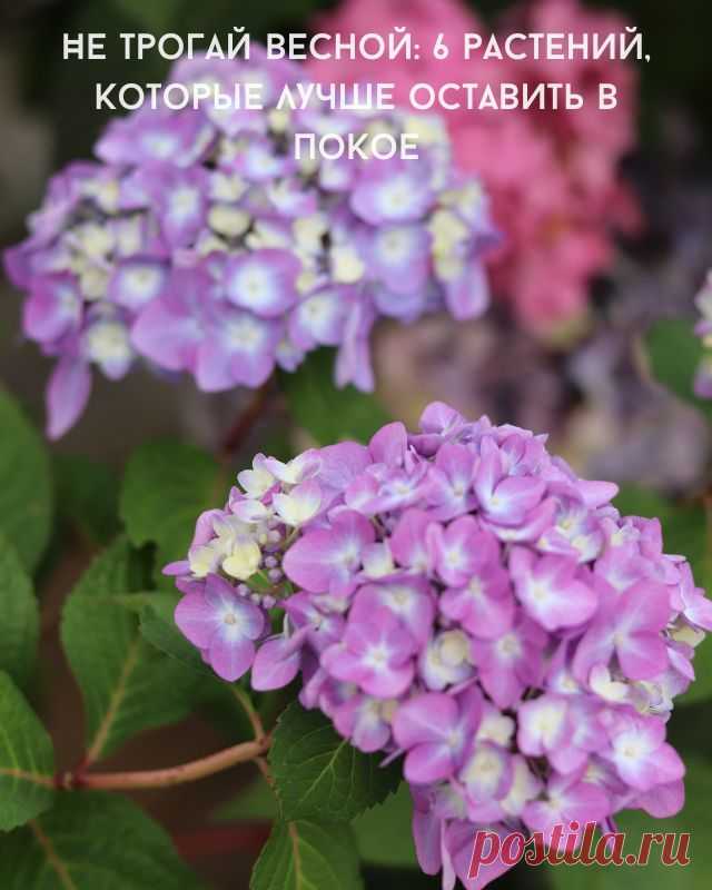 Не трогай весной: 6 растений, которые лучше оставить в покое — Д а ч а