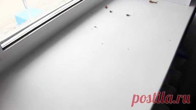 Как отмыть и отбелить пластиковый подоконник от любых пятен Подоконник из ПВХ имеет шероховатую поверхность, поэтому на нем очень хорошо удерживаются пятна. Чтобы его отмыть, приходится по полчаса тереть губкой с агрессивным пахнущим химией моющим средством. Справиться с пятнами и следами от цветочных вазонов можно более натуральными безвредными