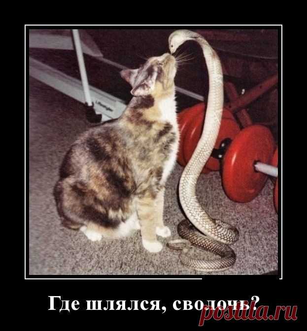 30 Демотиваторов для поднятия настроения