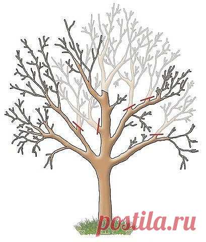 ОБРЕЗКА САДОВЫХ ДЕРЕВЬЕВ

Яблони, груши и прочие плодовые культуры дают обильный урожай пока молодые. С возрастом их плоды заметно мельчают, а сами растения чаще болеют. Но отчаиваться не стоит – вернуть деревьям былую силу можно с помощью обрезки. И делать ее лучше всего в феврале.
Омолаживающая обрезка убивает сразу трех зайцев: плоды становятся крупнее, урожайность увеличивается на 20–60%, повышается морозостойкость деревьев и к тому же их проще обрабатывать от болезней...