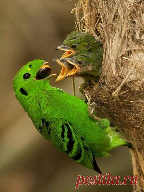 Pinterest: инструмент для поиска и хранения интересных идей