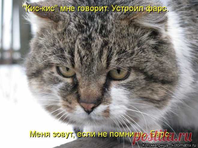 Котоматрица: Круть