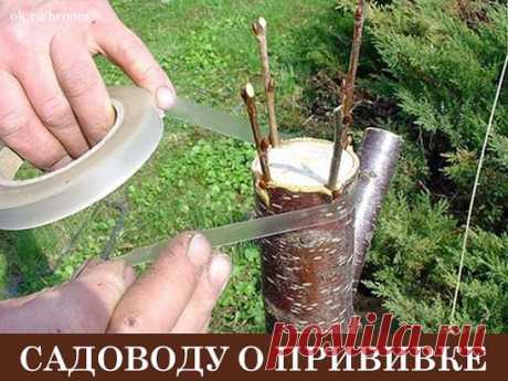 О чём мечтает каждый садовод? Правильно — чтобы урожай был побольше, а проблем поменьше. Чтобы любой понравившийся сорт непременно стал бы «своим», а деревья в саду никогда бы не старели. И всё это совершенно выполнимо, если хозяин сада на «ты» с прививкой.
Вы ни разу не прививали деревья? Не знаете, как это сделать? Боитесь, что у вас не получится? Тогда эта статья — для вас!
Что такое прививка, и для чего она нужна 
В садоводстве прививкой называют перенесение части одного растения на другое