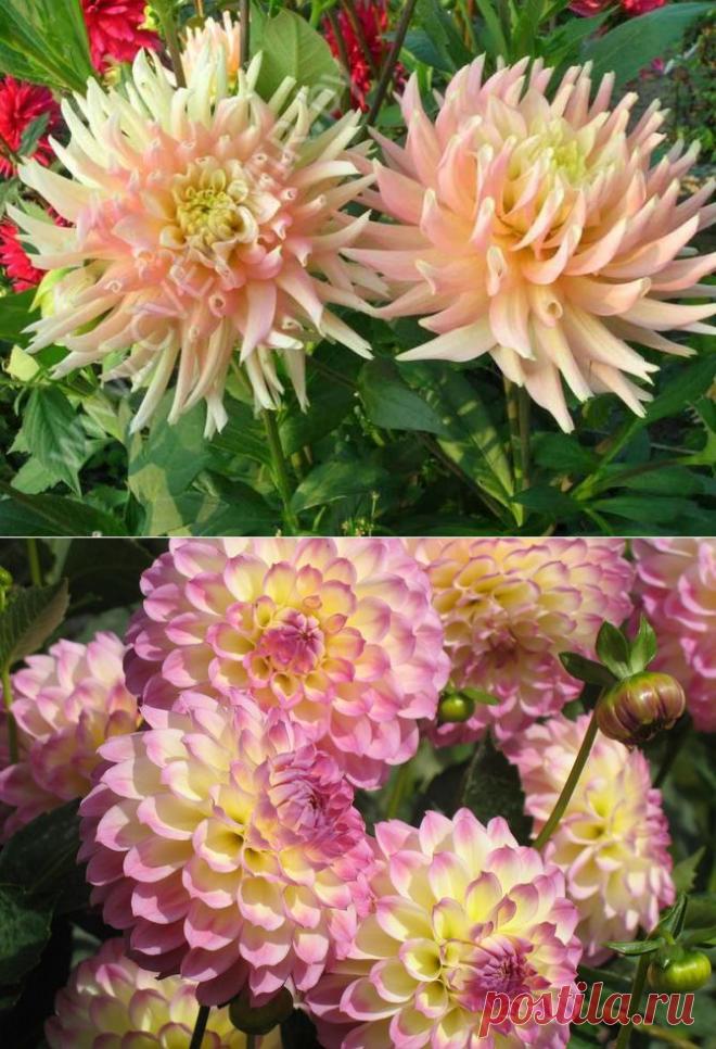 Зимовка георгинов | РОЗЫ