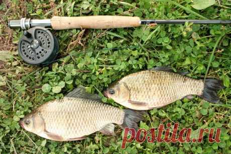 Ловля карася весной После того, как сошел лед, для рыбака начинается замечательный период на водоемах, а именно, ловля карася. Временных рамок такой рыбалки установить нельзя, ведь карась становится активным с повышением температуры воды в водоемах. Весной карась ловится перед нерестом и по его окончанию. После того, как постепенно прогревается вода на мелководье рек и озер, карась начинает выбираться именно туда. Он предпочитает двигаться по мелким местам, которые не заросли камышом, так как,…