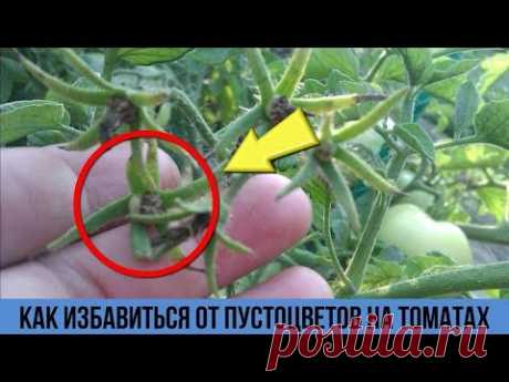 Пустоцвет на томатах Всё исправила в момент после этой простой обработки Средство от пустоцвета - YouTube