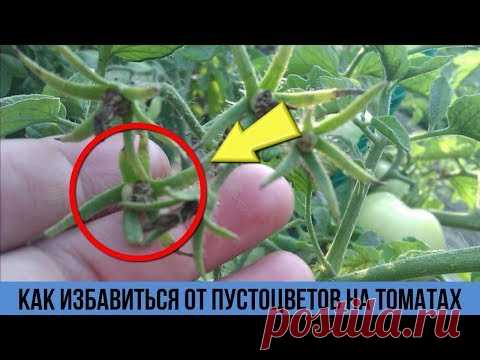 Пустоцвет на томатах Всё исправила в момент после этой простой обработки Средство от пустоцвета - YouTube