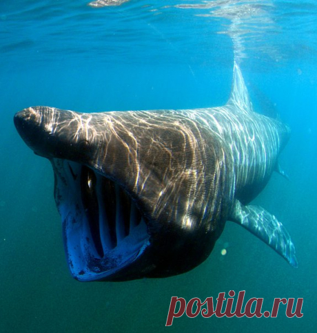 Акулы Cetorhinus maximus, любительницы планктона, могут достигать в длину почти 10 метров и весить до 4 тонн. С одной из таких красавиц столкнулся каякер в США.
