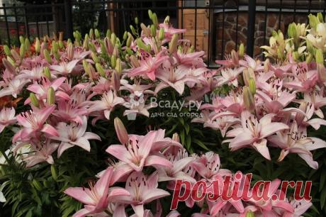 Пересадка лилий после цветения, обрезка и подкормка