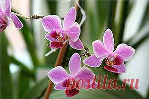 Орхидея уход в домашних условиях - секреты капризной дамы