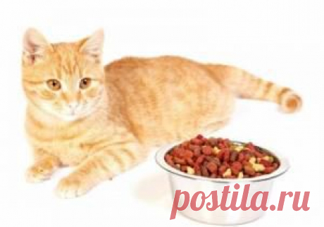 Как приучить кота есть сухой корм