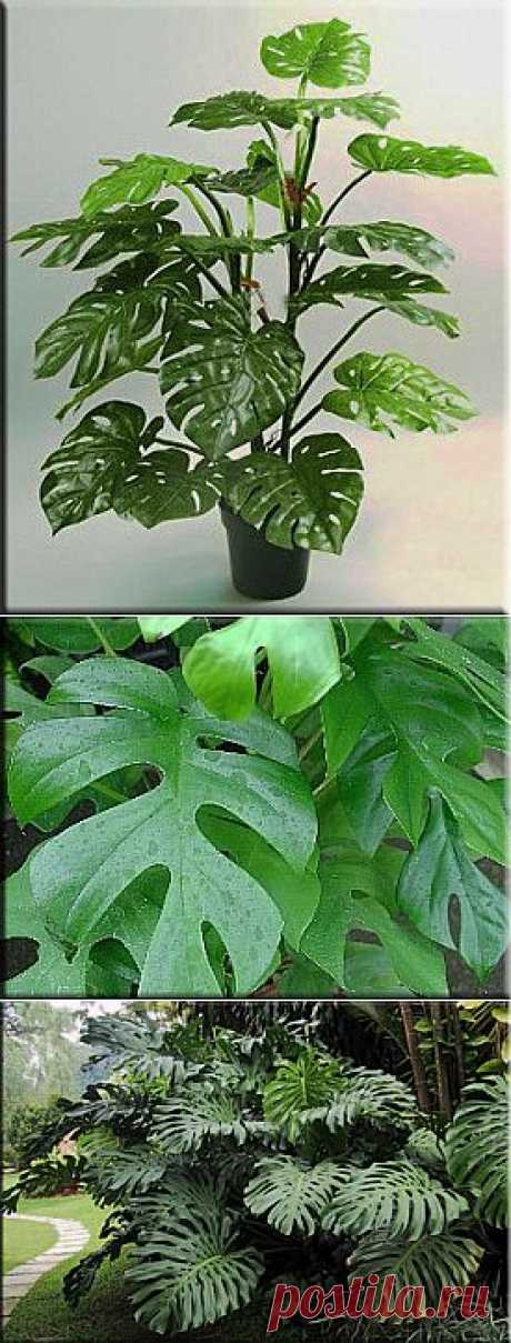 Монстера (Monstera).