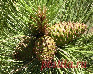 Очищение легких и бронхов