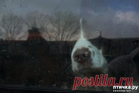 Как быть с животными в стрессовой ситуации. — обсуждение в группе "Другие животные" | Птичка.ру