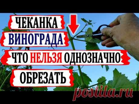 🍇 ЧЕКАНКА винограда ПРАВИЛЬНО! Что ОБЯЗАТЕЛЬНО нужно СДЕЛАТЬ если выросли очень длинные побеги ?