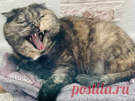 Какие поступки кошки никогда нельзя игнорировать | Кошка.ru | Дзен