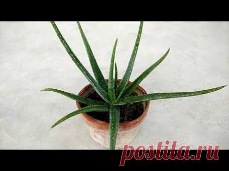 How to grow healthy aloe vera indoors | Grow aloe vera easily & faster in shade
