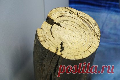 Россиянина осудят за попытку вывезти бивни мамонтов