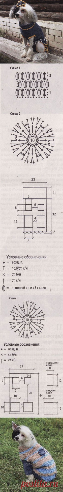 Кофточки для собаки. Описание, схема и выкройка